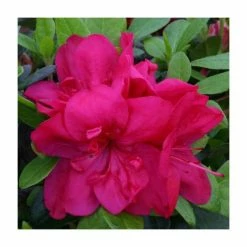 1ft Evergreen Azalea 'Mothers Day' |3L Pot | Azelea japonica