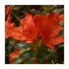 Rhododendron 'Orange King'