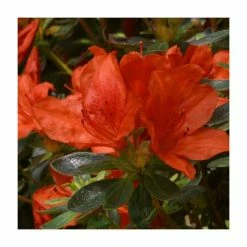 Rhododendron 'Orange King'
