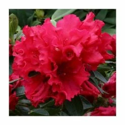1ft Evergreen Azalea 'Red Wing' |3L Pot | Azelea japonica