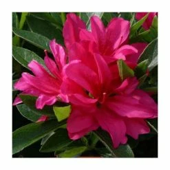 1ft Evergreen Azalea 'Rosa' |3L Pot | Azelea japonica