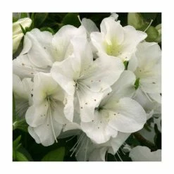 1ft Evergreen Azalea 'Rose Greeley' |3L Pot | Azelea japonica