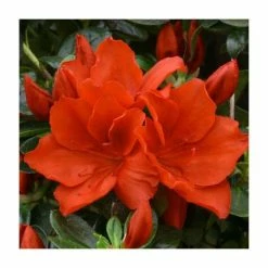 1ft Evergreen Azalea 'Santa Maria' |3L Pot | Azelea japonica
