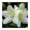 1ft Evergreen Azalea 'Snow White' |3L Pot | Azelea japonica -Frank P Matthews Sales Shop PL30228 main image f189