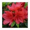 1ft Evergreen Azalea 'Torchlight' |3L Pot | Azelea japonica -Frank P Matthews Sales Shop PL30230 main image e7d7
