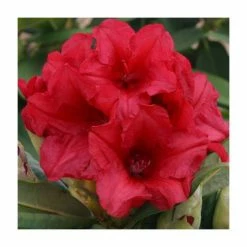 1ft Rhododendron 'Dopey' | 3L Pot | Rhododendron Yakushimanum