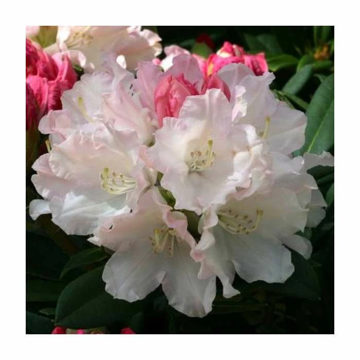 1ft Rhododendron 'Dreamland' | 3L Pot | Rhododendron Yakushimanum 3 1ft Rhododendron 'Dreamland' | 3L Pot | Rhododendron Yakushimanum
