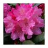 1ft Rhododendron 'Polaris' | 3L Pot | Rhododendron Yakushimanum -Frank P Matthews Sales Shop PL30238 main image 8185