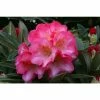 1ft Rhododendron 'Surrey Heath' | 3L Pot | Rhododendron Yakushimanum -Frank P Matthews Sales Shop PL30240 main image db56