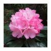 1ft Rhododendron 'Schneewittchen' | 3L Pot | Rhododendron Yakushimanum
