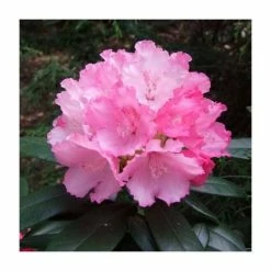 1ft Rhododendron 'Schneewittchen' | 3L Pot | Rhododendron Yakushimanum