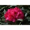 1ft Rhododendron 'Sneezey' | 3L Pot | Rhododendron Yakushimanum -Frank P Matthews Sales Shop PL30245 main image 0b44