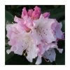 1ft Rhododendron 'Christmas Cheer' | 7.5L Pot | Compact Rhododendron -Frank P Matthews Sales Shop PL30250 main image 7370