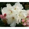2ft Rhododendron 'Dr Reiger' | 7.5L Pot | Rhododendron Hybrid