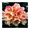 1ft Rhododendron 'Firelight' | 7.5L Pot | Compact Rhododendron -Frank P Matthews Sales Shop PL30254 main image f66f