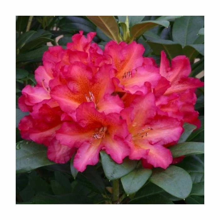 1ft Rhododendron 'Golden Gate' | 7.5L Pot | Compact Rhododendron 3 1ft Rhododendron 'Golden Gate' | 7.5L Pot | Compact Rhododendron