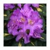 Rhododendron 'Goldflimmer' -Frank P Matthews Sales Shop PL30256 main image f84b