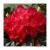 2ft Rhododendron 'Half Dan Lem' | 7.5L Pot | Rhododendron Hybrid -Frank P Matthews Sales Shop PL30257 main image 0ce0