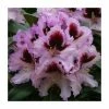 1ft Rhododendron 'Kabaret' | 7.5L Pot | Compact Rhododendron -Frank P Matthews Sales Shop PL30259 main image 473e