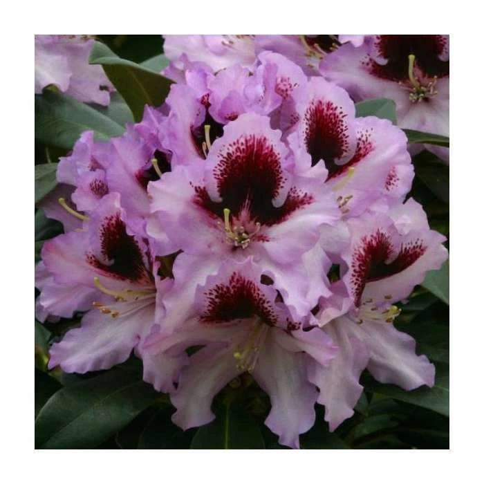 1ft Rhododendron 'Kabaret' | 7.5L Pot | Compact Rhododendron 3 1ft Rhododendron 'Kabaret' | 7.5L Pot | Compact Rhododendron