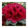 2ft Rhododendron 'Lord Roberts ' | 7.5L Pot | Rhododendron Hybrid