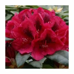 2ft Rhododendron 'Lord Roberts ' | 7.5L Pot | Rhododendron Hybrid