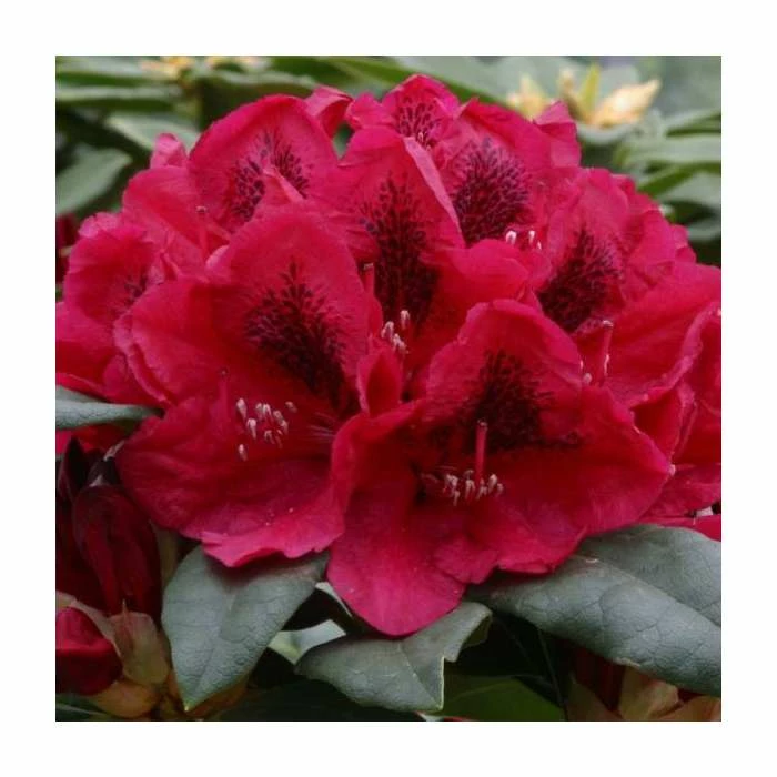 2ft Rhododendron 'Lord Roberts ' | 7.5L Pot | Rhododendron Hybrid 3 2ft Rhododendron 'Lord Roberts ' | 7.5L Pot | Rhododendron Hybrid