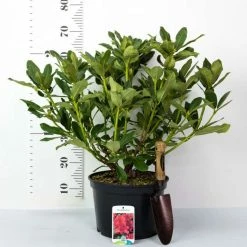 2ft Rhododendron 'Markeeta's Prize ' | 7.5L Pot | Rhododendron Hybrid -Frank P Matthews Sales Shop PL30262 add image 2 7d67