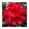 2ft Rhododendron 'Markeeta's Prize ' | 7.5L Pot | Rhododendron Hybrid