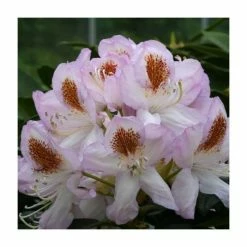 2ft Rhododendron 'Mrs T. H. Lowinsky ' | 7.5L Pot | Rhododendron Hybrid