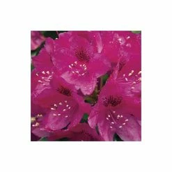 2ft Rhododendron 'Nova Zembla ' | 7.5L Pot | Rhododendron Hybrid 8 2ft Rhododendron 'Nova Zembla ' | 7.5L Pot | Rhododendron Hybrid -Frank P Matthews Sales Shop PL30264 add image 1 dd6b