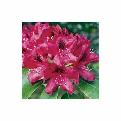 2ft Rhododendron 'Nova Zembla ' | 7.5L Pot | Rhododendron Hybrid 9 2ft Rhododendron 'Nova Zembla ' | 7.5L Pot | Rhododendron Hybrid -Frank P Matthews Sales Shop PL30264 add image 2 f09d