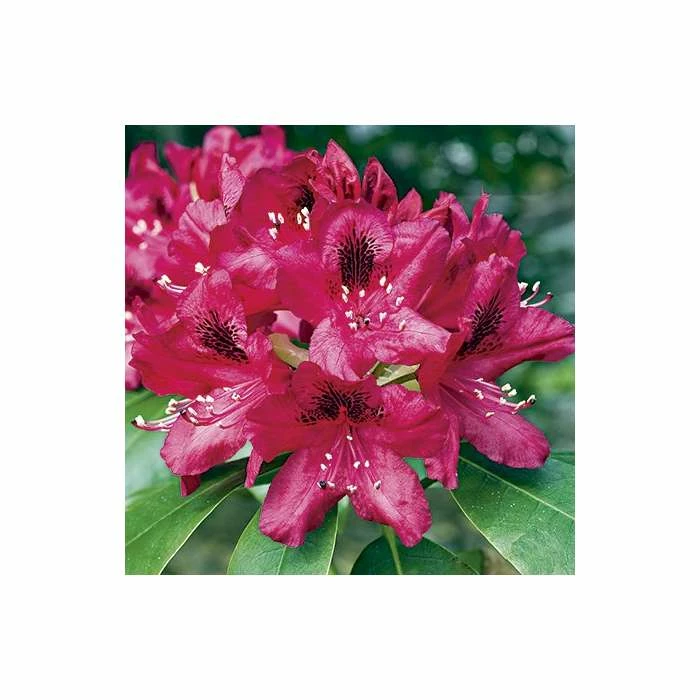 2ft Rhododendron 'Nova Zembla ' | 7.5L Pot | Rhododendron Hybrid 5 2ft Rhododendron 'Nova Zembla ' | 7.5L Pot | Rhododendron Hybrid - Image 3