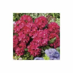 2ft Rhododendron 'Nova Zembla ' | 7.5L Pot | Rhododendron Hybrid 10 2ft Rhododendron 'Nova Zembla ' | 7.5L Pot | Rhododendron Hybrid -Frank P Matthews Sales Shop PL30264 add image 3 ff05