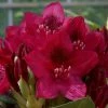 2ft Rhododendron 'Nova Zembla ' | 7.5L Pot | Rhododendron Hybrid