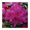 2ft Rhododendron 'Rocket ' | 7.5L Pot | Rhododendron Hybrid