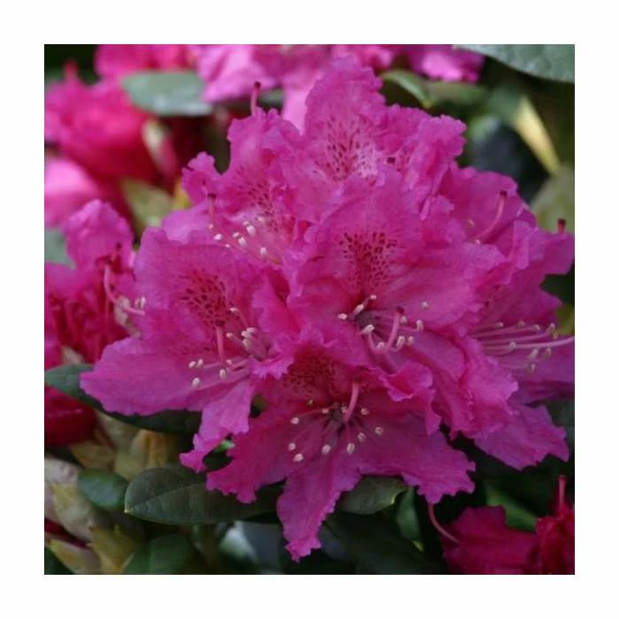 2ft Rhododendron 'Rocket ' | 7.5L Pot | Rhododendron Hybrid 3 2ft Rhododendron 'Rocket ' | 7.5L Pot | Rhododendron Hybrid