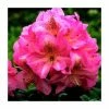 2ft Rhododendron 'Scintillation ' | 7.5L Pot | Rhododendron Hybrid 1 2ft Rhododendron 'Scintillation ' | 7.5L Pot | Rhododendron Hybrid -Frank P Matthews Sales Shop PL30267 main image b677