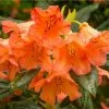1ft Rhododendron 'Tortoiseshell Orange' | 7.5L Pot | Compact Rhododendron