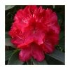 2ft Rhododendron 'Wilgens Ruby' | 7.5L Pot | Rhododendron Hybrid