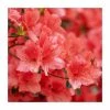 40cm Azalea 'Rosa King' | 2 Litre Pot