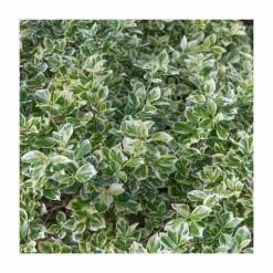 40cm Euonymus 'Emerald Gaiety' | 2 Litre Pot