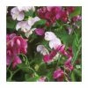 40cm Everlasting Pea Mixed | 2 Litre Pot