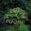 Hosta 'Wide Brim' -Frank P Matthews Sales Shop PL503781 main 57b6