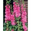 Alcea rosea 'Chaters Double Rose' | Hollyhock