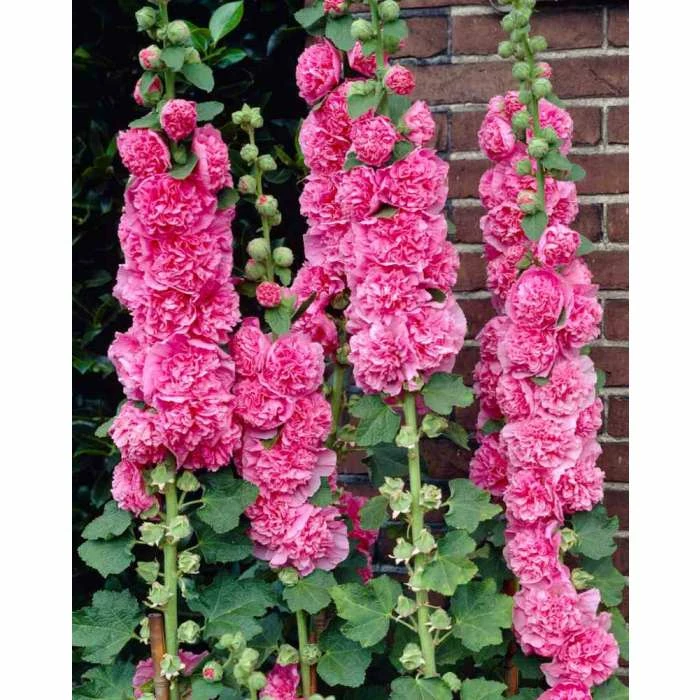 Alcea rosea 'Chaters Double Rose' | Hollyhock 3 Alcea rosea 'Chaters Double Rose' | Hollyhock