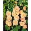 Alcea Chaters 'Salmon Pink' | 1L Pot