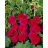 Alcea rosea 'Chaters Double Scarlet' | Hollyhock -Frank P Matthews Sales Shop PL503789 main 9927