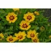 Coreopsis lanceolata 'Sterntaler' | 1L Pot -Frank P Matthews Sales Shop PL503791 main 158b