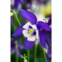 Aquilegia 'Spring Magic Blue & White' | Granny's Bonnet